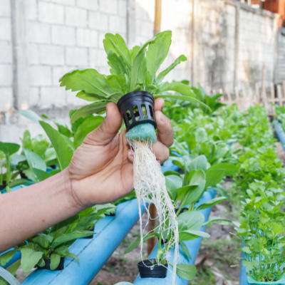 Hydroponic Hydroponic