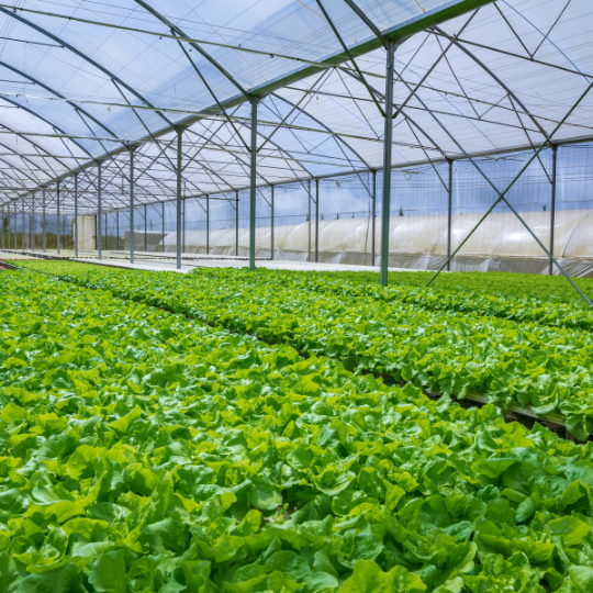 Hydroponic - Bertwin