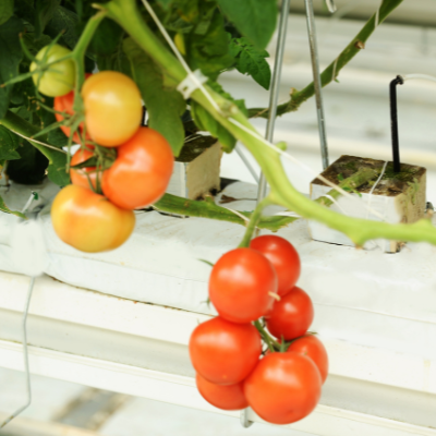 Hydroponic Garden Hydroponic Garden
